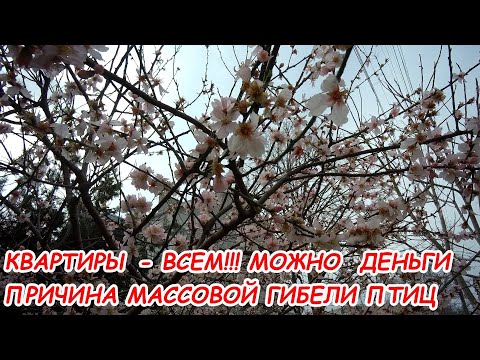 Видео: АНАПА 20.03.2021 КВАРТИРЫ ВСЕМ#ПРИЧИНА МАССОВОЙ ГИБЕЛИ ПТИЦ