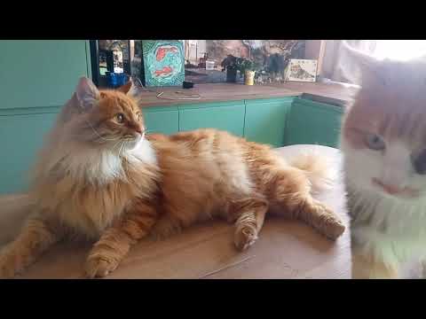 Видео: Оборзевшие коты!