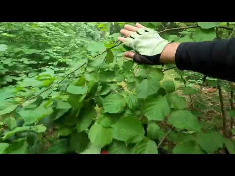 Видео: Велопоход по Калининградской области