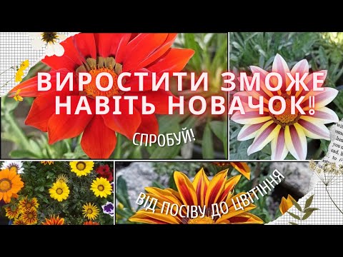 Видео: ГАЗАНІЯ від посіву до цвітіння. Квітка, яка дивує!