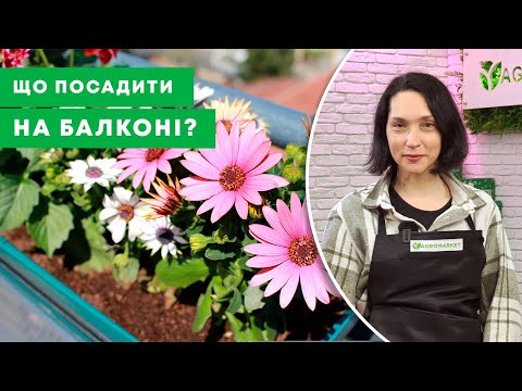 Видео: ВИРОЩУЄМО БАЛКОНІ КВІТИ | Що посадити у підвісне кашпо? | Agro-Market.ua