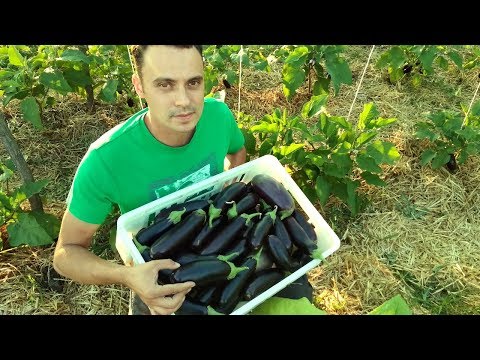 Видео: МОРЕ БАКЛАЖАН БЕЗ ХИМИИ! / ТЕХНОЛОГИЯ ВЫРАЩИВАНИЯ БАКЛАЖАН ОТ СЕМЕЧКИ ДО СБОРА УРОЖАЯ