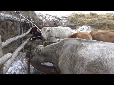 Видео: Как потерять миллионы.Синица в руках - журавль в небе .
