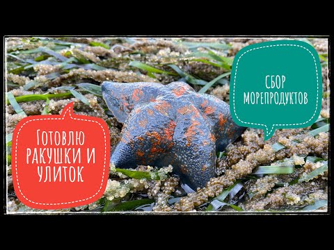 Видео: Поиск ракушек и их приготовление, о.Сахалин, Корсаковский р-он.
