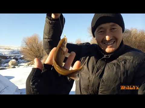 Видео: Зимняя рыбалка на горного османа