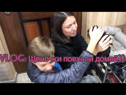 Видео: VLOG:Приехали за щенками! Щенки уехали в новый дом ♥️ Йоркширские терьеры ♥️