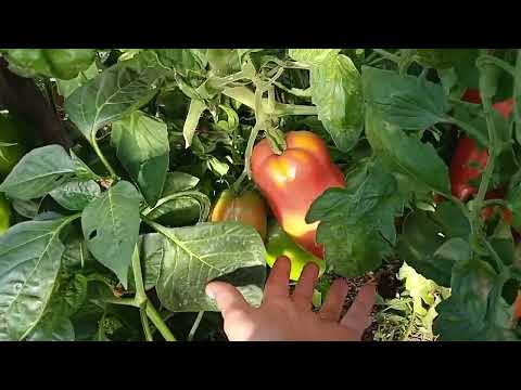 Видео: Нереальный урожай томатов, Корнабель, Пин хорн, Порпоро, Колеос.