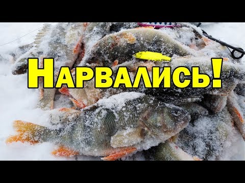 Видео: ЗИМНЯЯ Рыбалка. с НОЧЕВКОЙ. Ратлин. Виб. Vib. Не первый лед.Окунь  со льда.