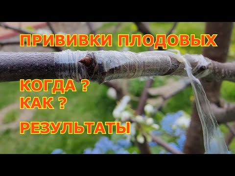 Видео: Улучшенная копулировка плодовых деревьев. Когда? Результаты прививок