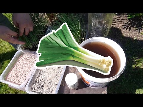 Видео: ПРАВИЛЬНАЯ посадка ЛУКА ПОРЕЙ в открытый грунт! Как высадить рассаду и получить 100% результат!