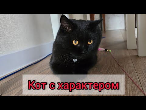 Видео: ИГРЫ С НОРКОЙ🐈❤️