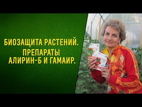 Видео: Биозащита растений  Препараты Алирин Б и Гамаир. Овощи без химии!