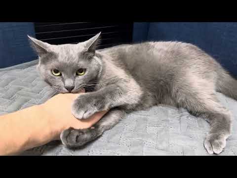 Видео: Мой кот