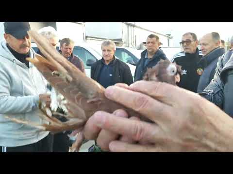 Видео: 21.09.2025г Ярмарка г.Тула ч.2