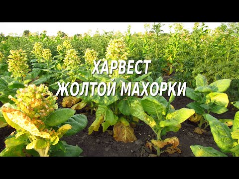 Видео: Жёлтая махорка  Харвест