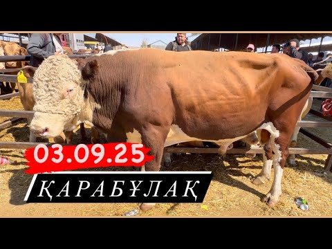 Видео: Бұқа. Сиыр. Бұзау