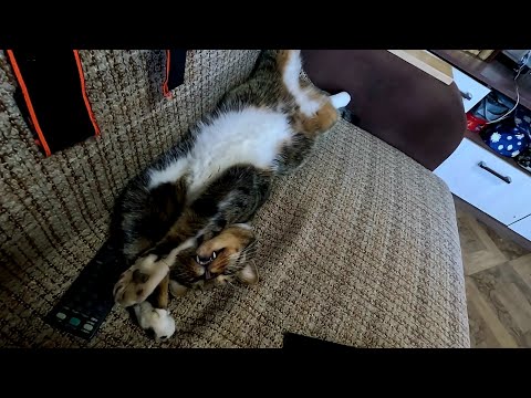 Видео: Это того стоит... И зубы наружу...