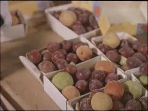 Видео: Фитиль №62 (1967 год)