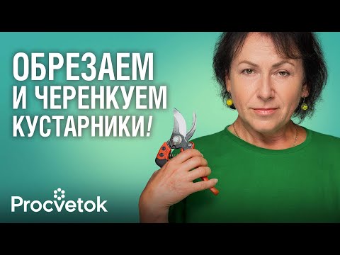 Видео: УКОРЕНИТСЯ ЛЮБАЯ ПАЛКА ПРИ МОЕМ МЕТОДЕ ЧЕРЕНКОВАНИЯ! Как обрезать и размножить кустарники весной
