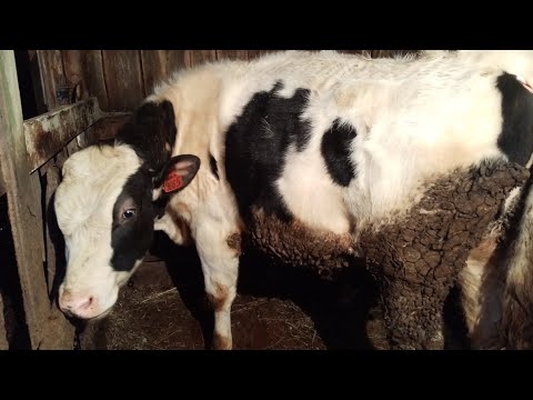 Видео: Рацион кормления больших быков, привесы за февраль