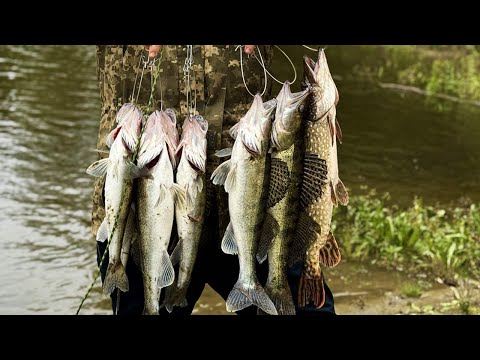 Видео: Осіння роздача Судака та Щуки! Ловля хижака на Десні 2024
