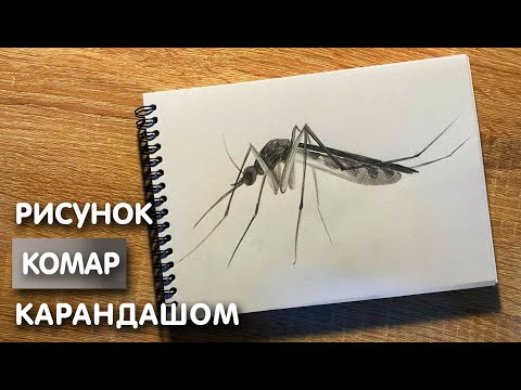 Видео: Как нарисовать комара карандашом | Рисунок для начинающих поэтапно