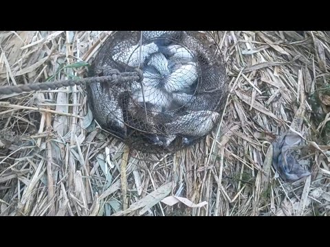 Видео: Шурзяк