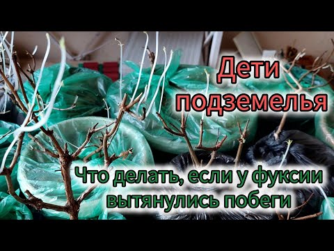 Видео: Достаём фуксии после зимовки. #фуксии #разведениефуксий