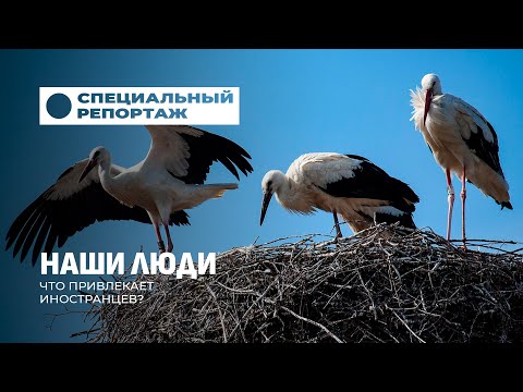 Видео: Беларусь глазами иностранцев: почему здесь хочется остаться? Специальный репортаж