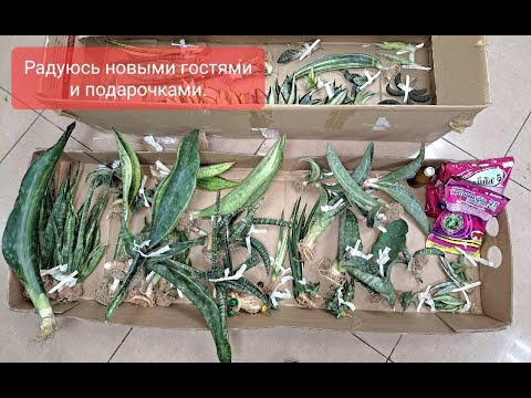Видео: Последнее поступление Сансевиерий из Тайланда от 10 октября 2022г.