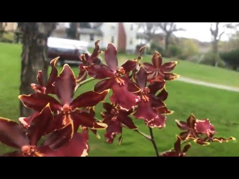 Видео: Онцидиумы и онцидиумный альянс. Все орхидеи этой группы. Орхоучет. Камбрии , милтассии и др😁❤️