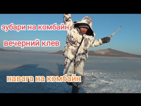 Видео: Зимняя рыбалка 2022.ловля зубаря. Ловля наваги. Рыбалка. Жизнь в Приморье.