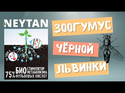 Видео: Зоогумус чёрной львинки - это не просто органическое удобрение.