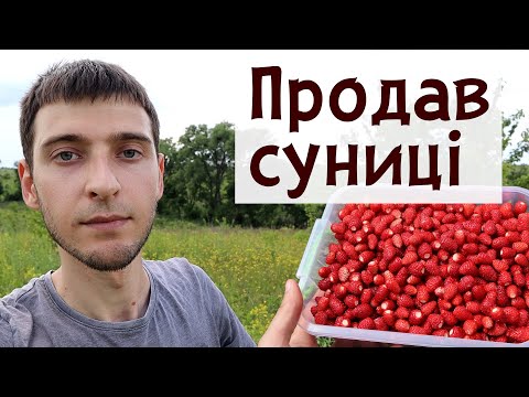 Видео: Скільки я заробив на суниці