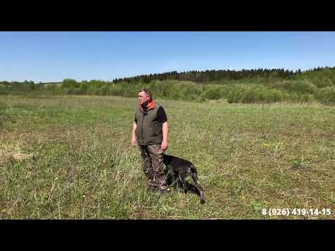 Видео: Хорошая работа хорошей собаки