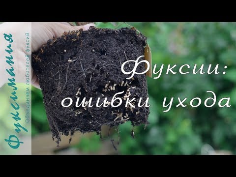 Видео: Фуксии: ошибки ухода