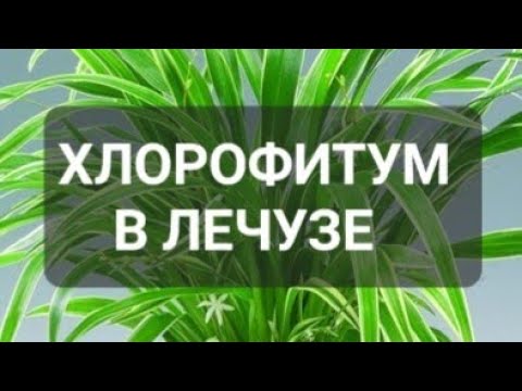 Видео: Хлорофитум в Лечузе отличный результат