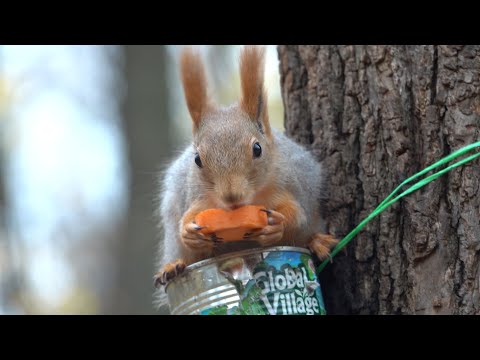 Видео: Балерина и другие голодные белки. Зарисовка / Ballerina and other hungry squirrels. The sketch