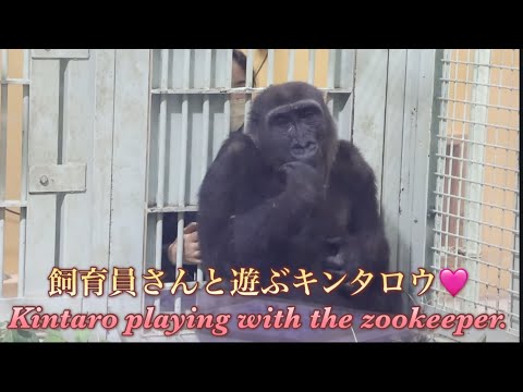 Видео: .Горилла⭐️ Смотритель зоопарка играет с Кинтаро, чтобы он не чувствовал себя одиноким без Гентаро