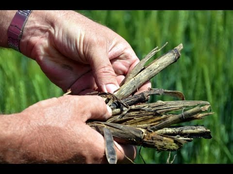 Видео: Что такое No-Till. Фермер Владимир Гавриленко