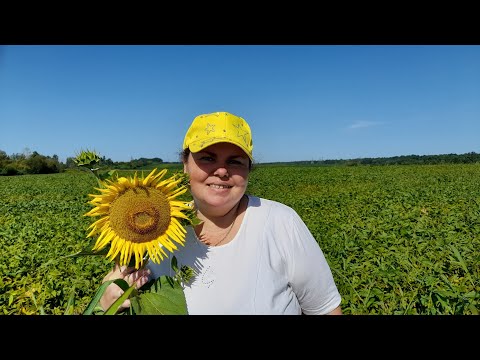 Видео: VLOG 18 ГОТУЄМО ГОЛУБЦІ/ВРОЖАЙ ЦИБУЛІ/КОСИМО ТРАВУ