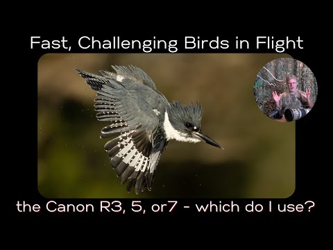 Видео: Canon R3, R5 или R7 для быстрой и сложной фотосъемки птиц в полете?