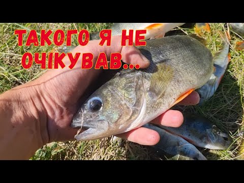 Видео: Наловив окунів давно забутим усіма способом
