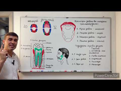Видео: СИСТЕМАИ ХОЗИМА. digestive system.
