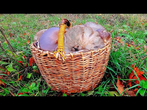 Видео: КОРЗИНА ГРИБОВ в ОКТЯБРЕ за ПОЛ ЧАСА! Вешенка ПОШЛА! Грибы 2020!