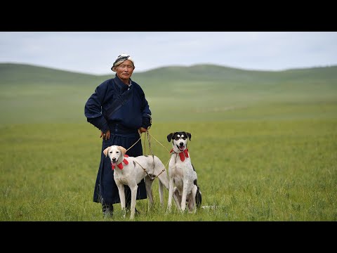 Видео: АНЧ ТАЙГА НОХОЙН ТУХАЙ | Д.БҮҮВЭЙБААТАР | МОНГОЛ СОЁЛЫН ХЭЛХЭЭ ПОДКАСТ #8