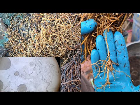 Видео: Галловая нематода у клематиса.