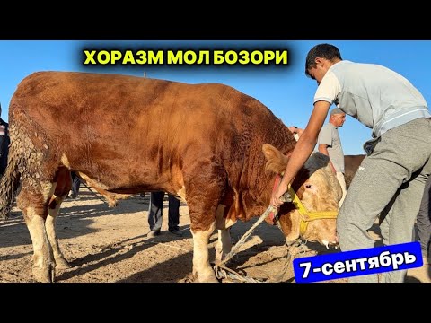 Видео: ХОРАЗМ КАТТА БУҚАЛАР БОЗОРИ УРГАНЧ 7-сентября 2025 г.
