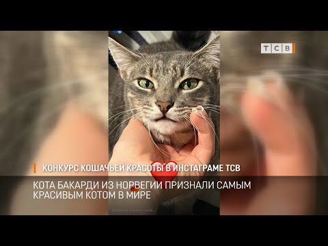 Видео: Конкурс кошачьей красоты в инстаграме ТСВ