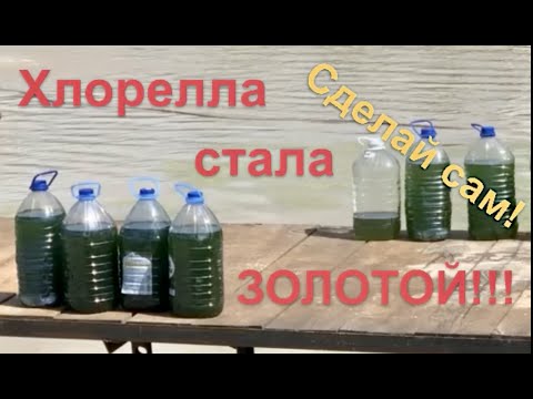 Видео: ХЛОРЕЛЛА СТАЛА ЗОЛОТОЙ !!!! ТАК СДЕЛАЙ ЕЁ САМ !!!